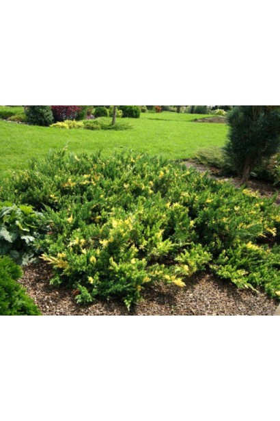 Ялівець Експанса Варієгата - низькорослий сланкий кущ з розпростертими пагонами